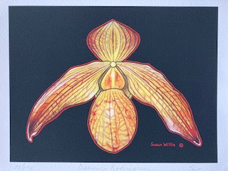 Susan Willis - Print - Danny Rodriguez Orchid