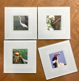 Steven Schwab - Set/4 Glass Coasters Bird Photos taken in Beverly Shores