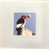 Steven Schwab - Set/4 Glass Coasters Bird Photos taken in Beverly Shores