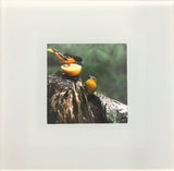 Steven Schwab - Set/4 Glass Coasters Bird Photos taken in Beverly Shores