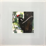 Steven Schwab - Set/4 Glass Coasters Bird Photos taken in Beverly Shores