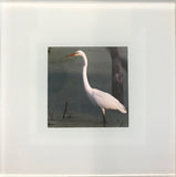 Steven Schwab - Set/4 Glass Coasters Bird Photos taken in Beverly Shores