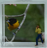 Steven Schwab - Magnet Box - Camera Shy