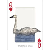 Playing Cards - Birds of Midwest