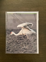 Steven Schwab - Sandhill Crane Greeting Card
