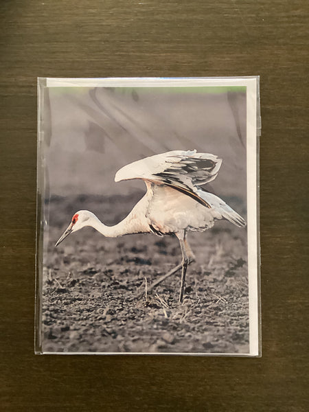 Steven Schwab - Sandhill Crane Greeting Card