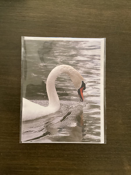 Steven Schwab - Swan Greeting Card