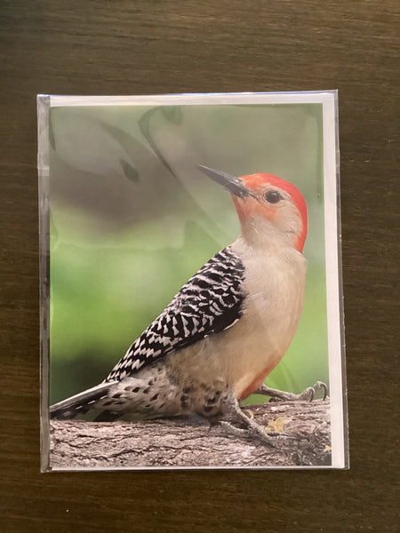 Steven Schwab - Red Bellied Woodpecker Greeting Card