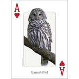Playing Cards - Birds of Midwest