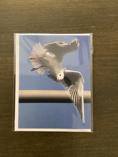 Steven Schwab - Seagull Greeting Card