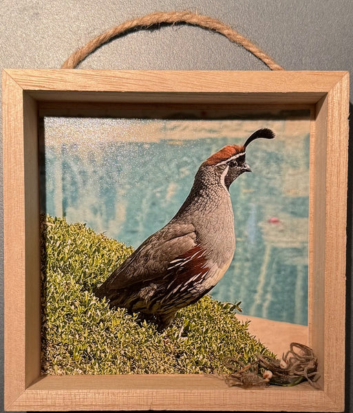 Steven Schwab - Gambel Quail with Nest