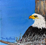 5x5 Jan Radford - Beverly Shores Nesting Eagle