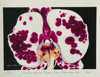 Susan Willis - Print -Spotted Harlequin Orchid