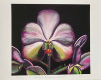 Susan Willis - Print - Elly's Passion Velvet Orchid