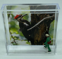 Steven Schwab - 2" X 2" Magnet Box - Pileated Woodpecker